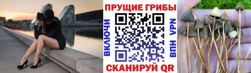 Купить  Велиж  Псилоцибиновые грибы Cubensis 